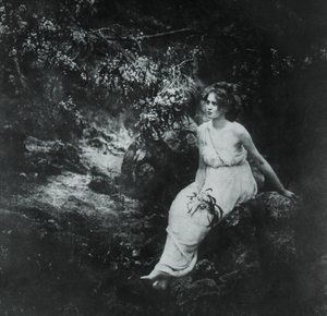 Parti Wattle, Acacia longifolia